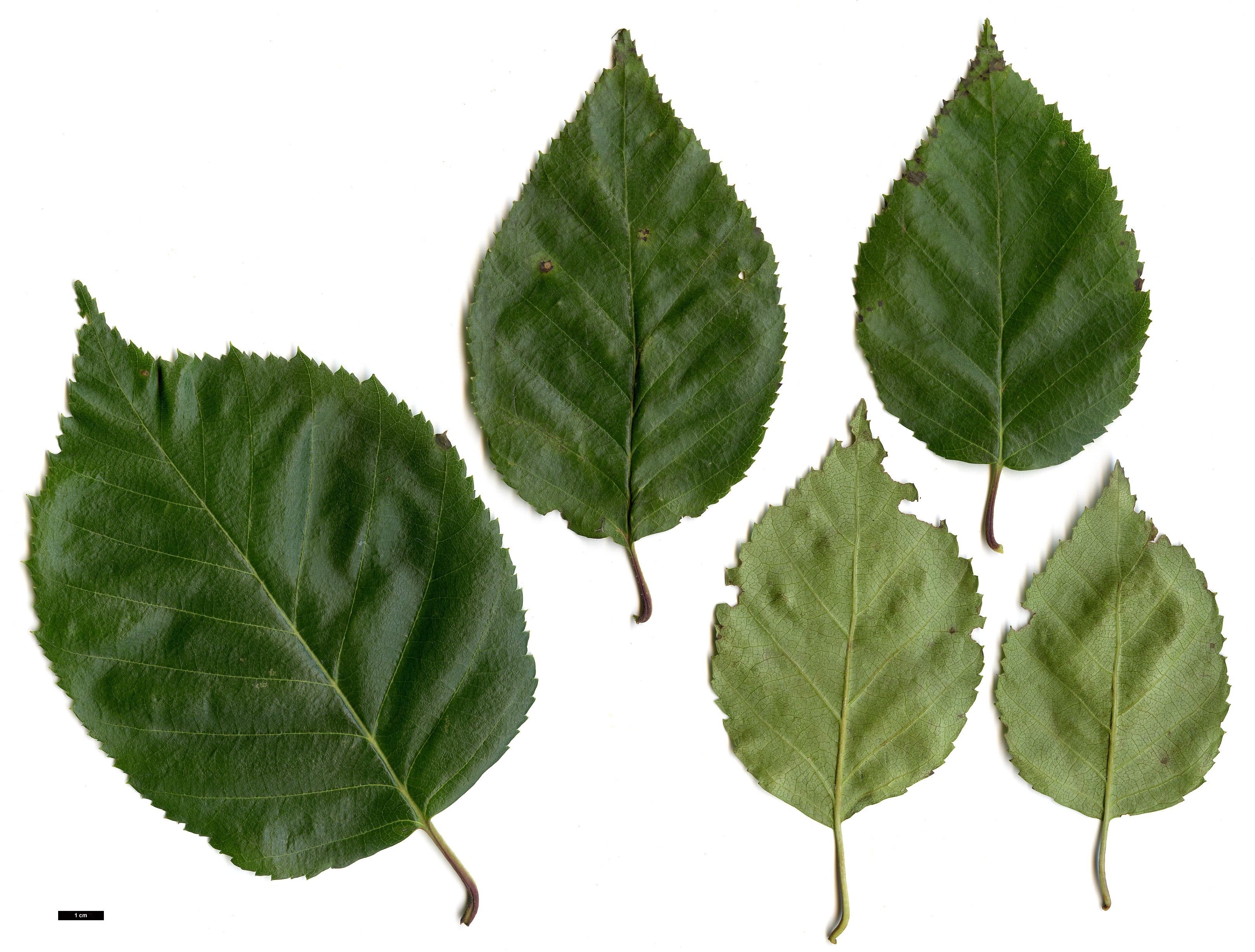 High resolution image: Family: Betulaceae - Genus: Betula - Taxon: utilis - SpeciesSub: subsp. occidentalis